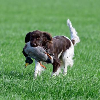 Schleppwild Stockente - Ente